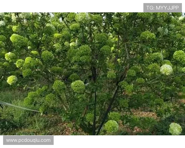 斗球电脑版下载地址推荐，确保安全无病毒的官方正版资源